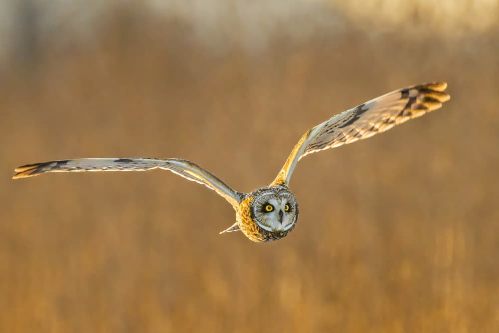 Golden Owl Flyby by Jacob (Jian) Xu — canvas wall art