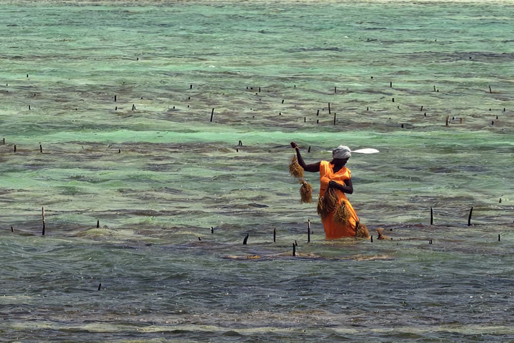 Tropical Seaweed Farm by Ugur Erkmen — canvas wall art