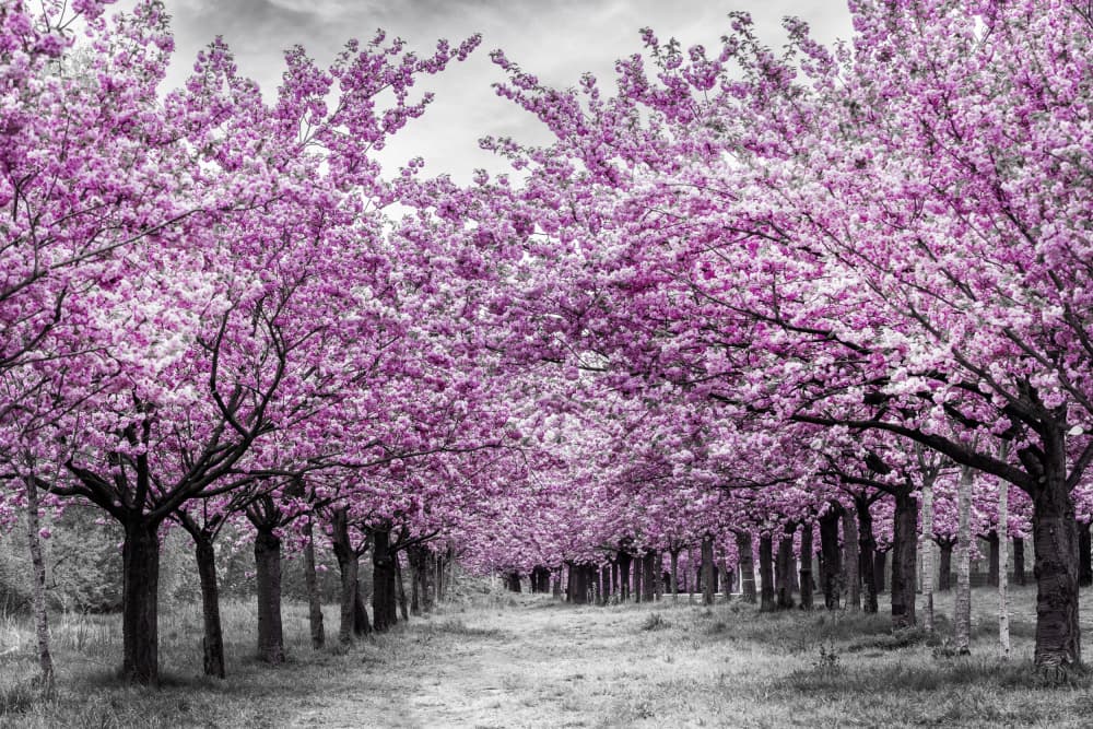 Cherry Blossom Alley by Melanie Viola — canvas wall art