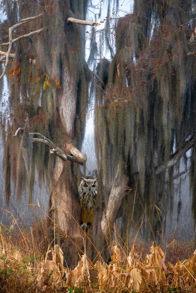 Watchful Forest Owl by Ed Esposito — canvas wall art