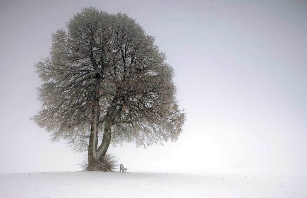 Solitary Winter Tree by Irma Warth — canvas wall art