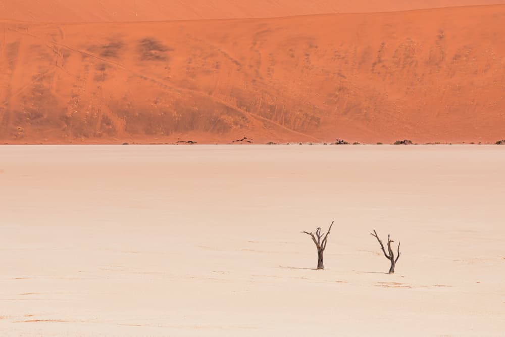 Desert Dunes And Trees by Marco Tagliarino — canvas wall art