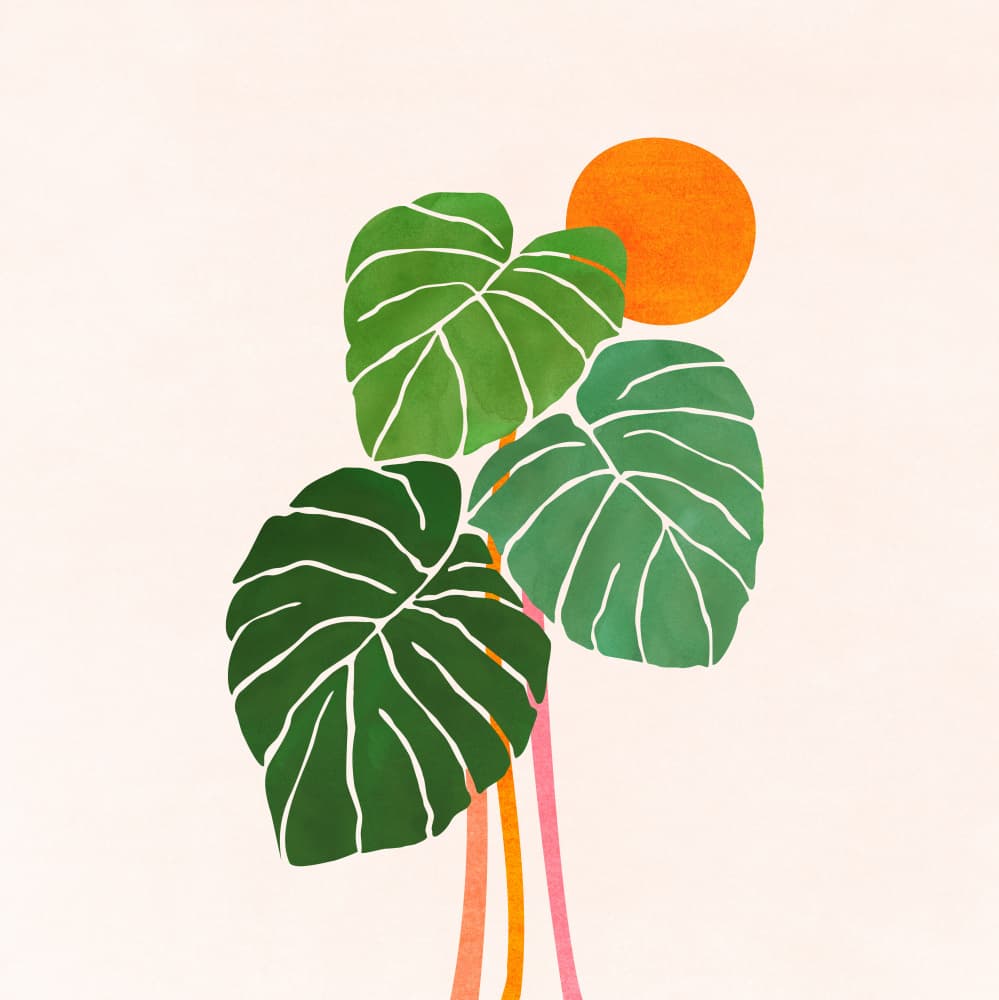 Monstera and Sunshine 1 Sq by Kristian Gallagher — canvas wall art