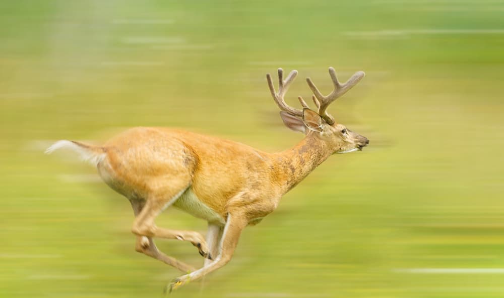 Wild Buck Speed Blur by Ling  Lu — canvas wall art