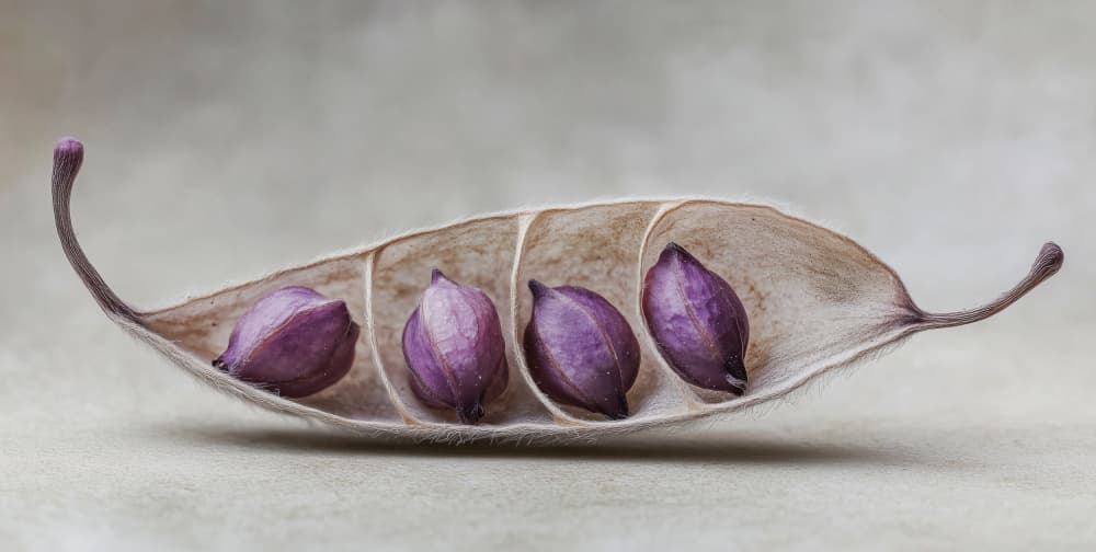 Purple Pod Harmony by Treechild — canvas wall art