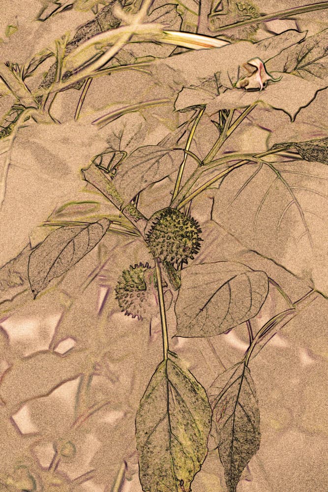 Spiky Botanical Sketch by Santhosh ch — canvas wall art