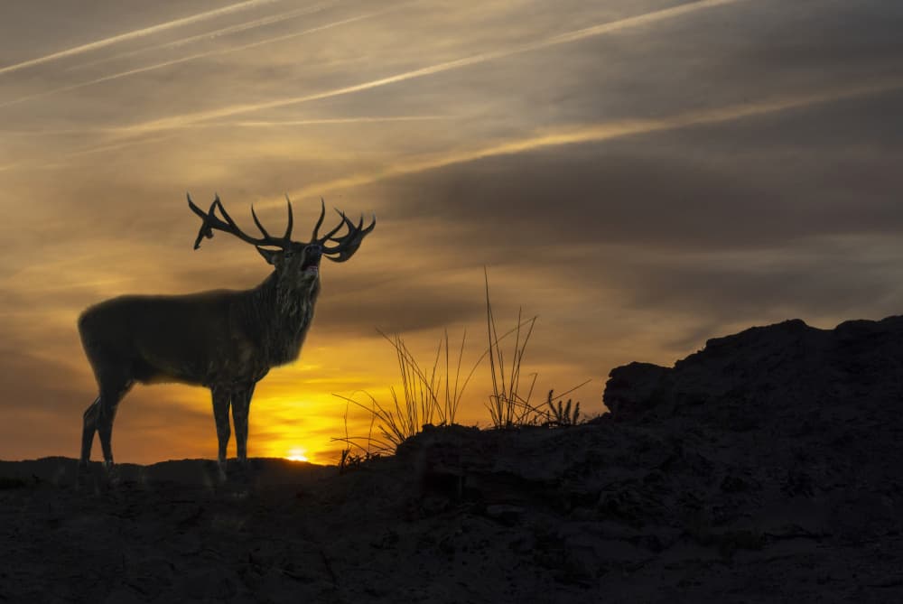Red Deer Rutting Silhouette by Marketa Zvelebil PhD LRPS CrGP. — canvas wall art