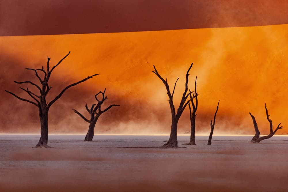 Orange Desert Trees by Gina Buliga — canvas wall art