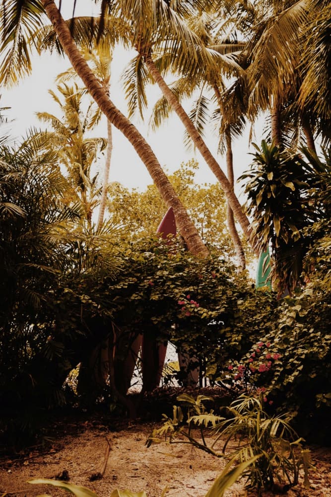 Hidden Tropical Surfboards by Del Mundo Imagery — canvas wall art