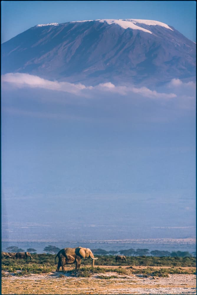 Majestic Kilimanjaro Elephant by Jeffrey C. Sink — canvas wall art