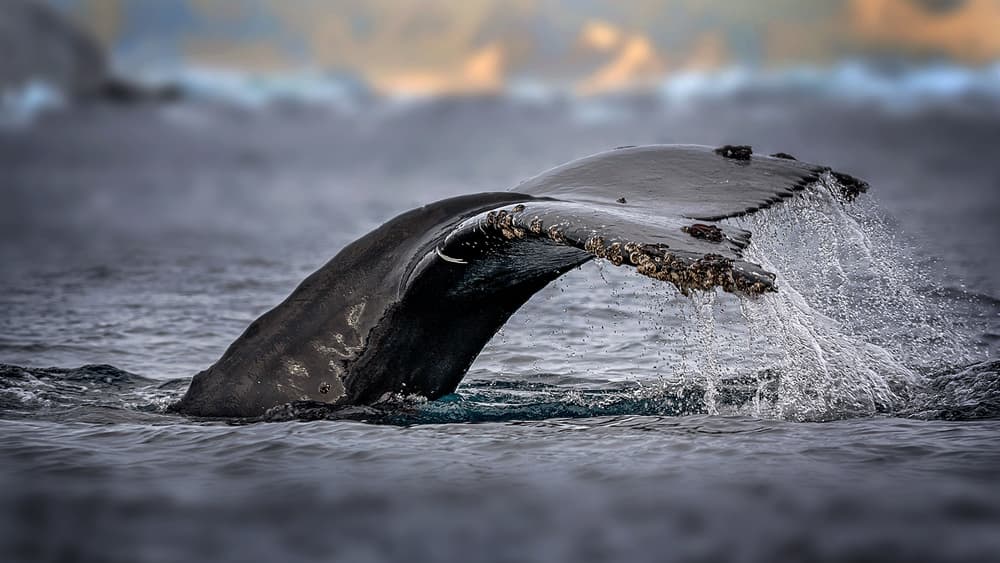 Whale Tail Splash by Annie Poreider — canvas wall art