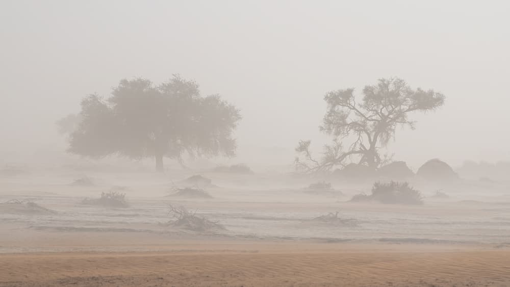 Misty Desert Trees by Roberto Marchegiani — canvas wall art