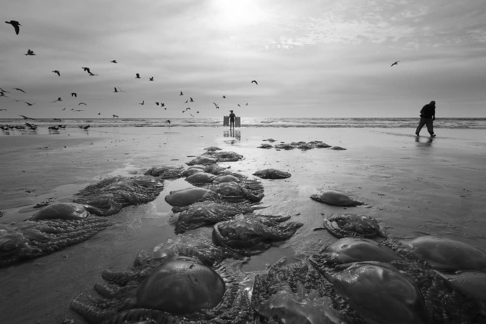 Washed Ashore Jellyfish Beach by Josefina Melo — canvas wall art