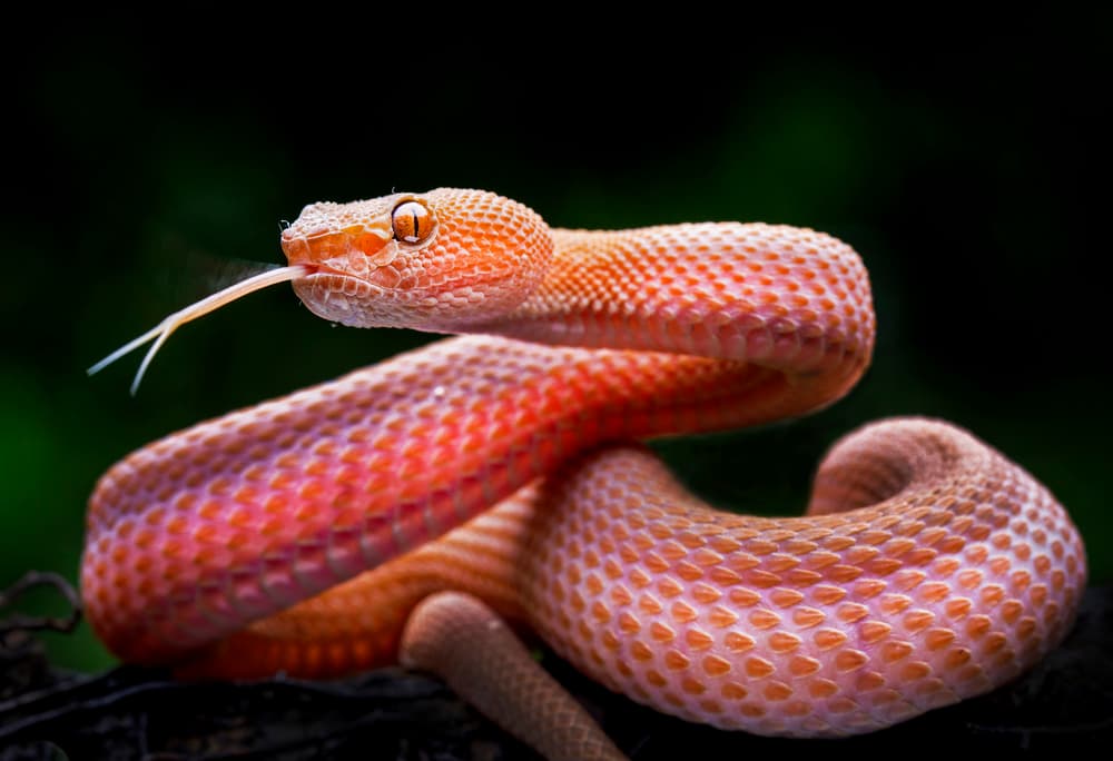 Captivating Orange Viper by Angela Muliani Hartojo — canvas wall art