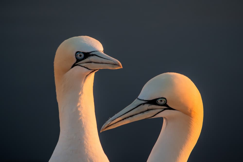 Gannets Golden Glow by Joško Šimic — canvas wall art
