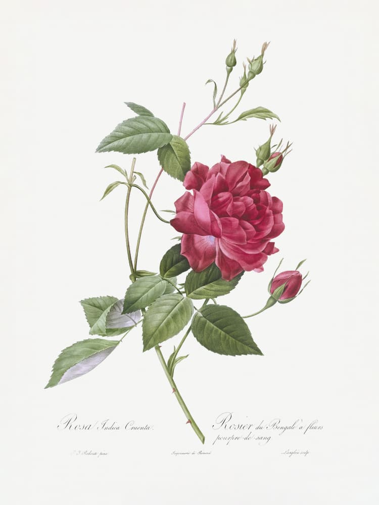 Blood Red Bengal Rose, Les Roses (1817–1824) by Pierre-Joseph Redoute — canvas wall art