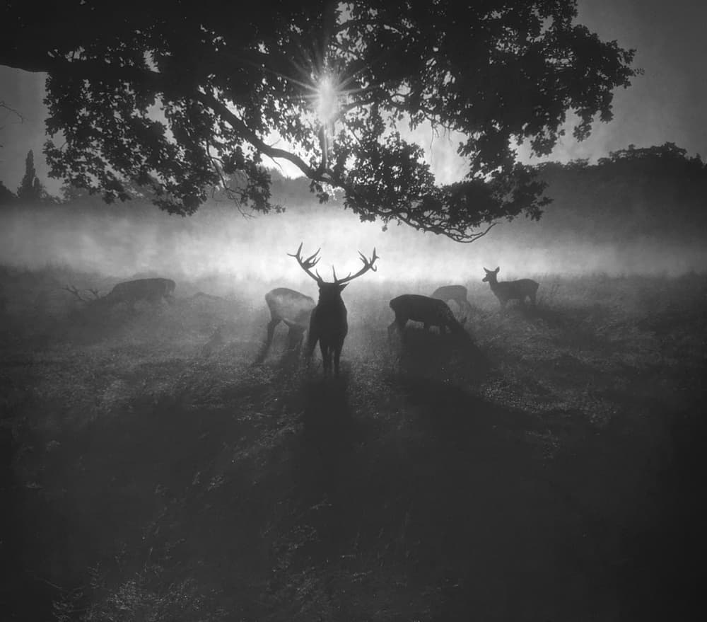 Stag in Morning Mist by Robert Fabrowski — canvas wall art