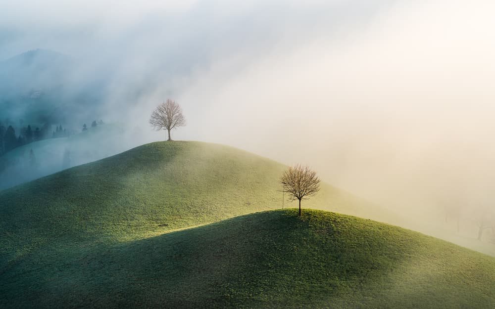 Trees On Foggy Hills by Burim Muqa — canvas wall art