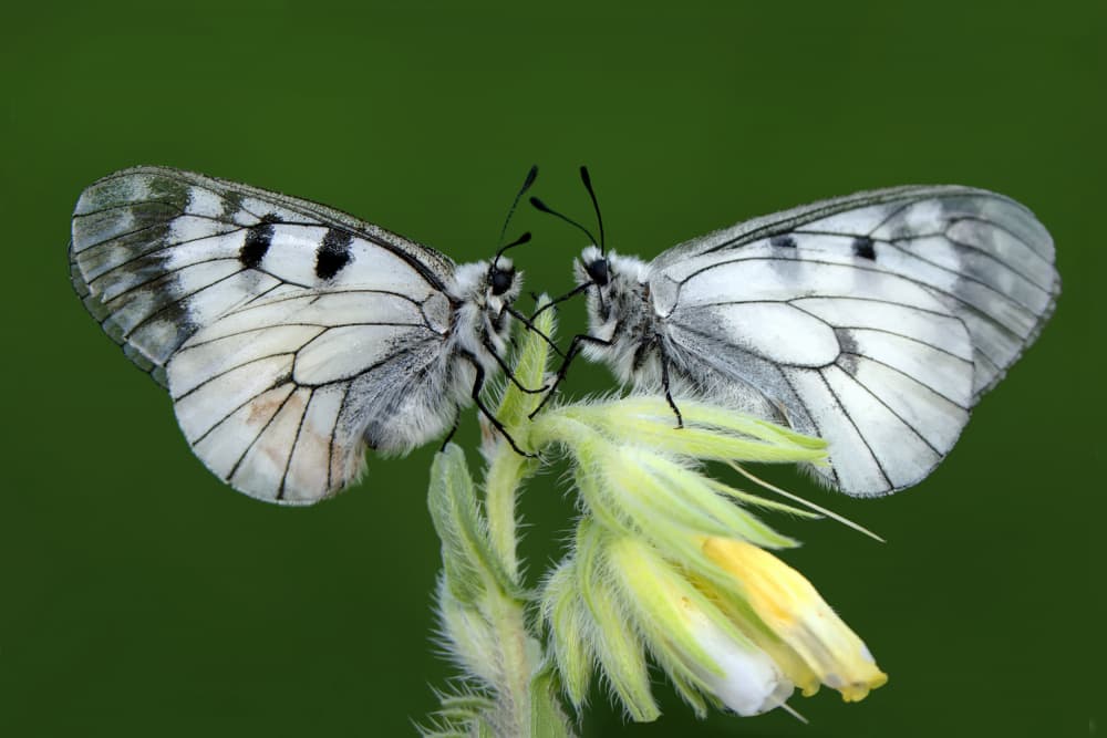 Delicate Butterfly Pair by Mustafa öztürk — canvas wall art