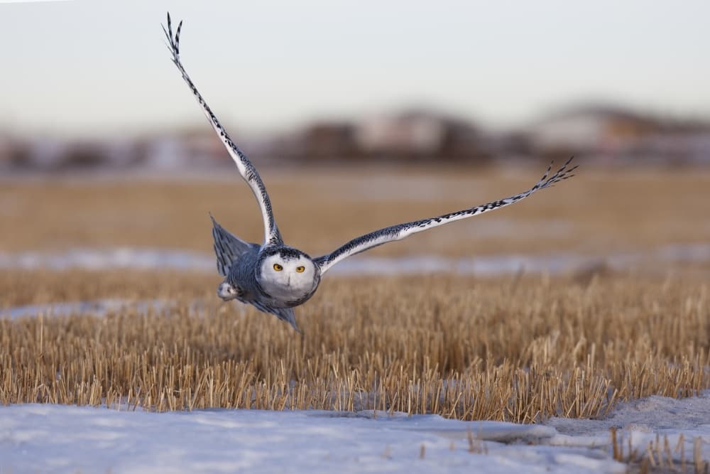 Snowy Owl in Flight by Peter Stahl — canvas wall art
