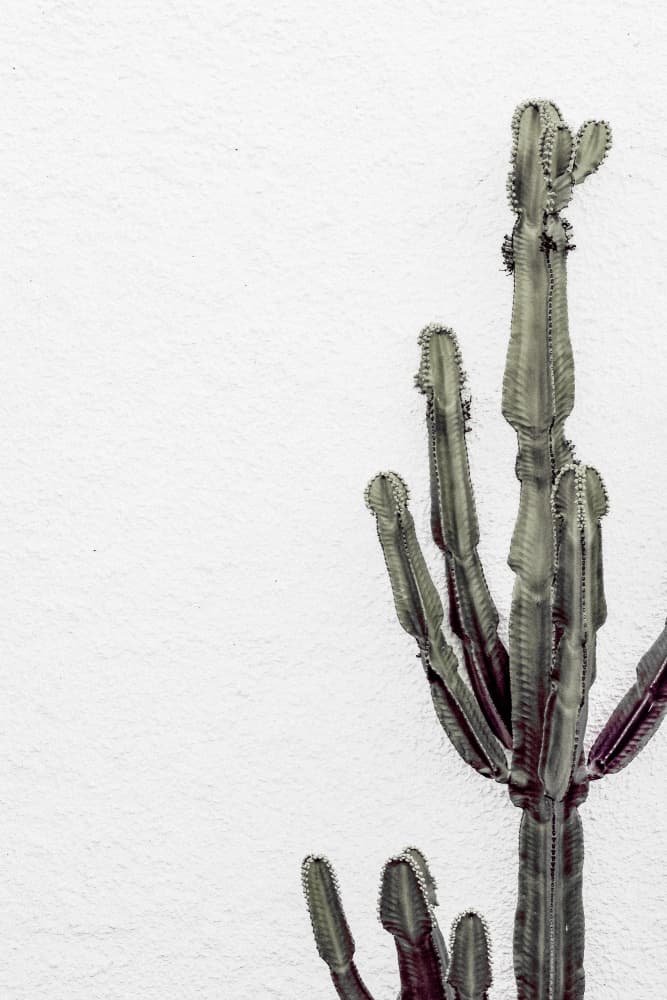 Desert Cactus On White by Pictufy Studio III — canvas wall art