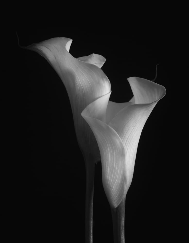 Elegant Calla Lilies by Penny Myles — canvas wall art
