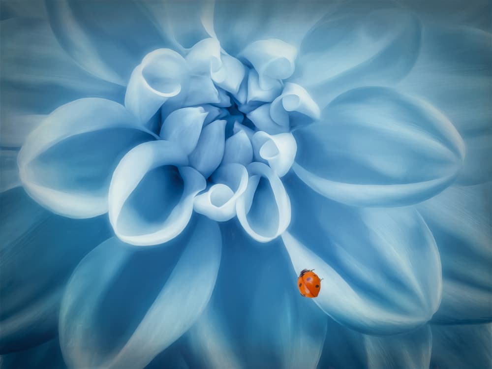 Ladybug on Blue Dahlia by Cristiano Giani — canvas wall art
