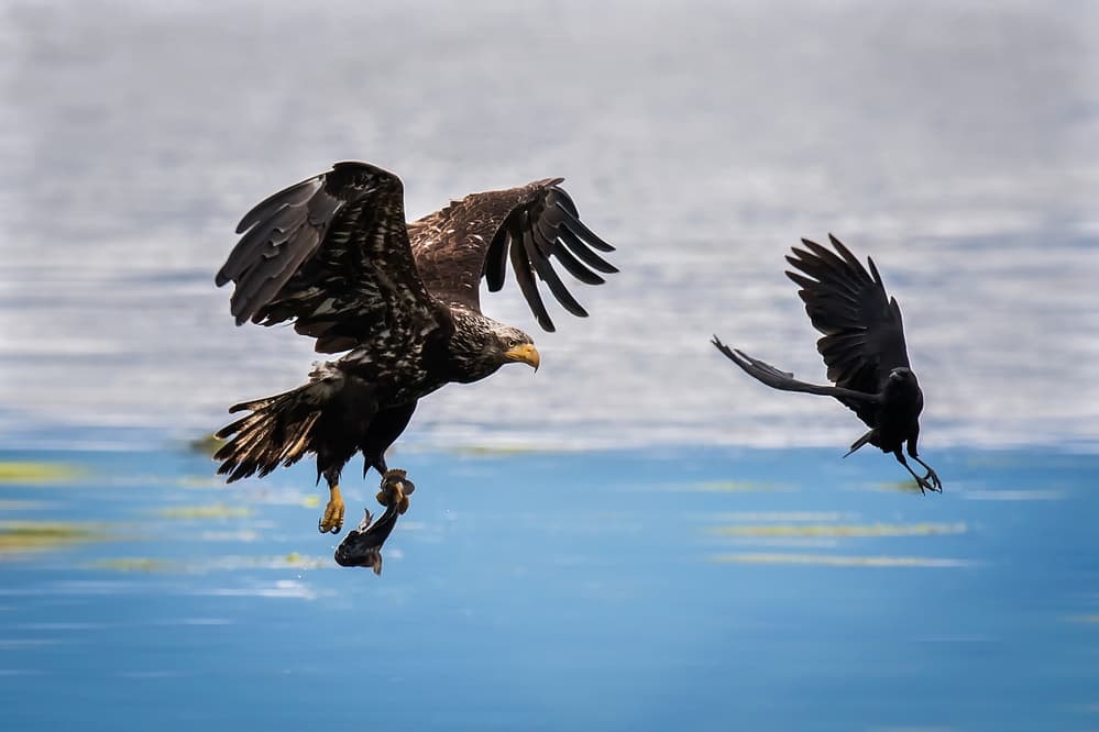 Eagle's Fish Chase by David H Yang — canvas wall art