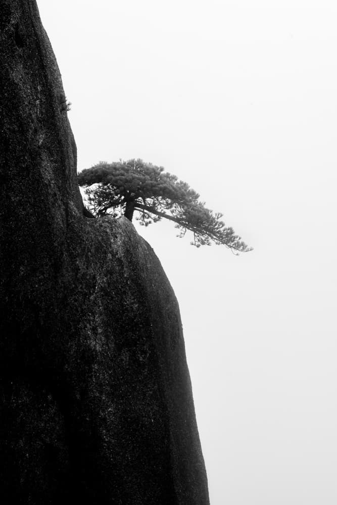 Misty Mountain Pine by Wenjin Yu — canvas wall art