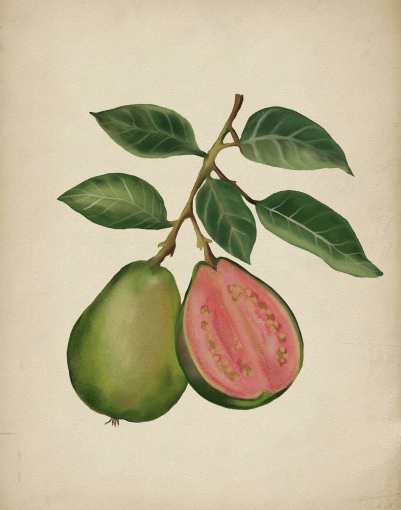 Fresh Guava Botanical by Josie George — canvas wall art