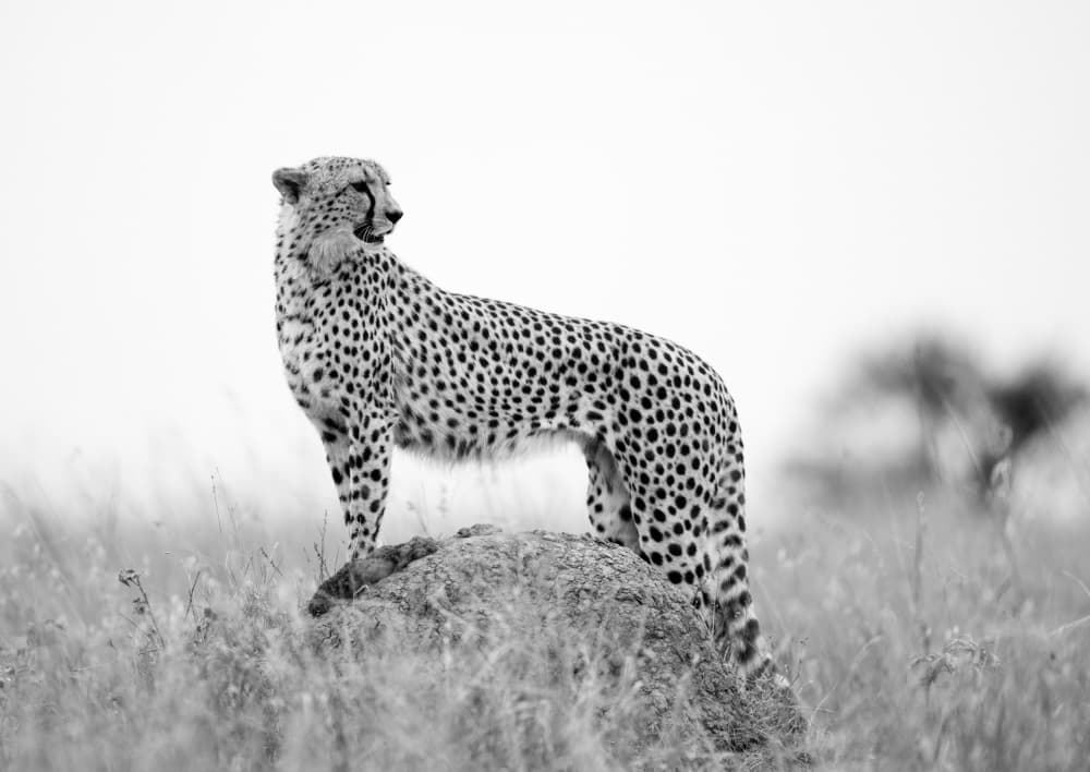 Watchful Safari Cheetah by Manish Nagpal — canvas wall art