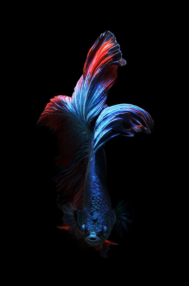 Majestic Betta Flow by Andri Priyadi — canvas wall art