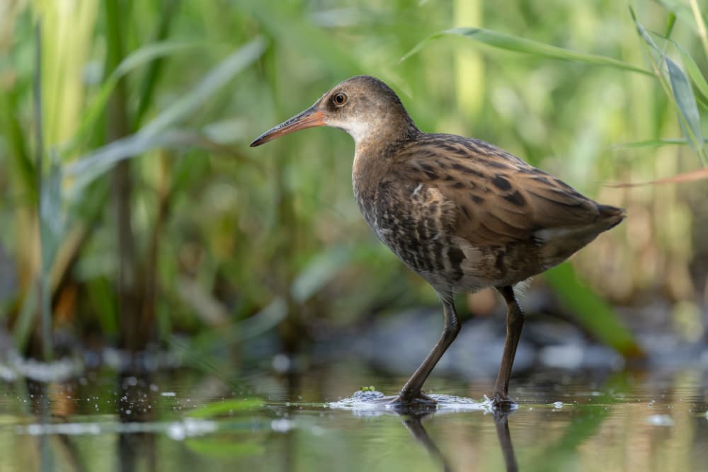 Marsh Rail Wading by Damian Stopczynski — canvas wall art