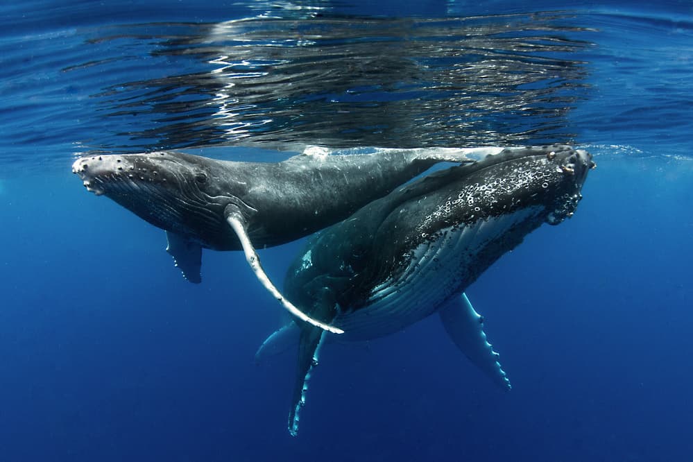 Whale Family Swim by Cédric Péneau — canvas wall art