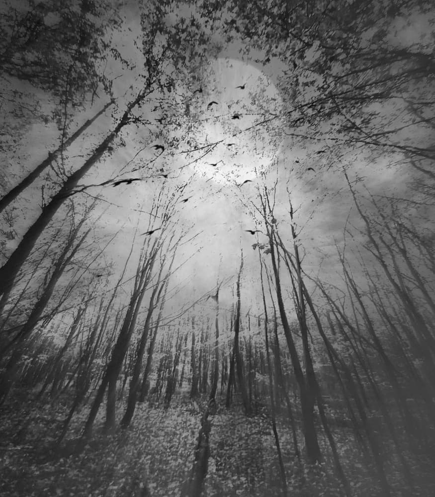 Dark Forest Moon Birds by Robert Fabrowski — canvas wall art