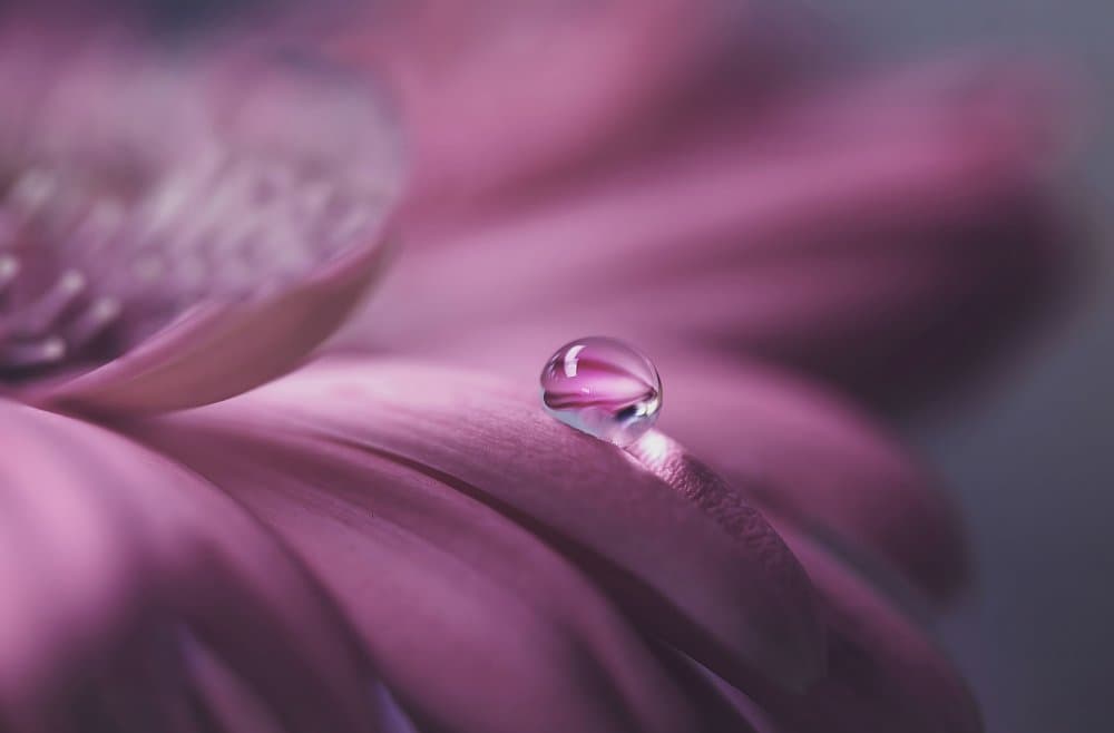Pink Petal Dew Drop by Lara Bonazza — canvas wall art
