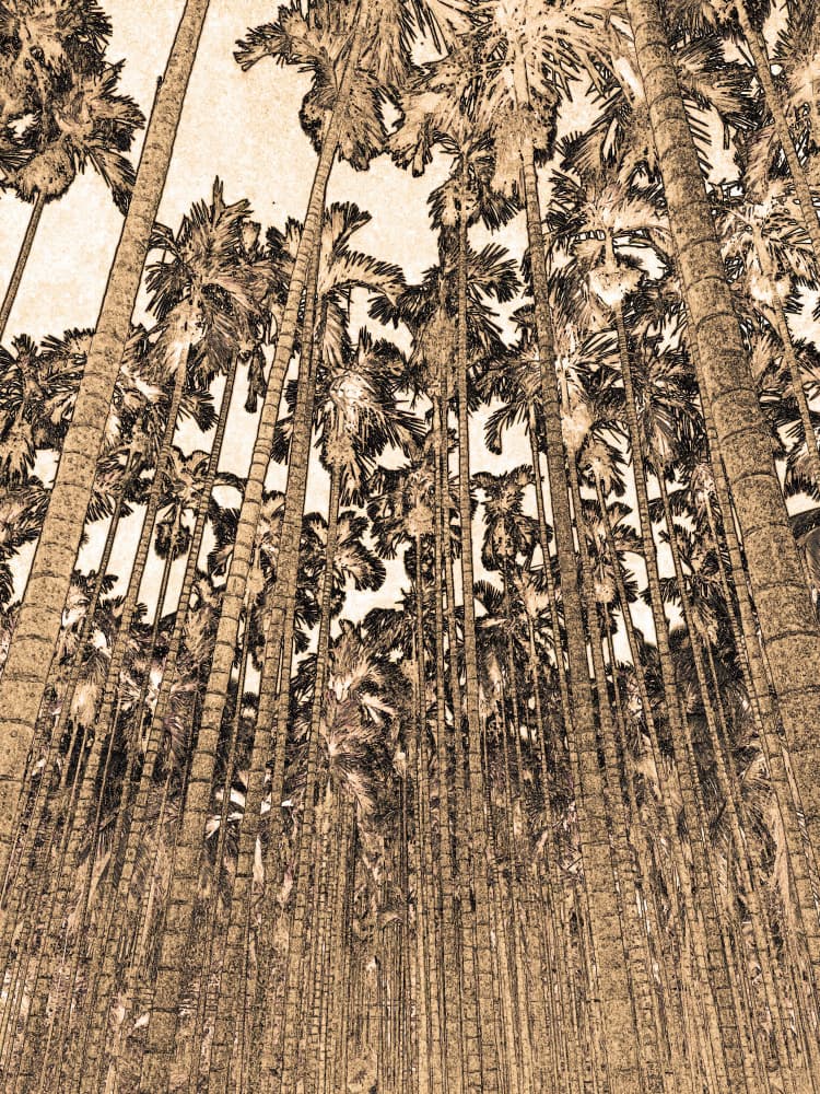 Tall Tropical Palm Forest by Santhosh ch — canvas wall art