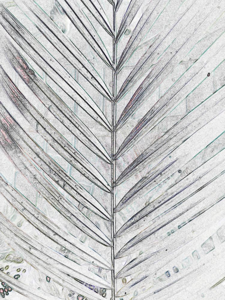 Elegant Palm Lines by Santhosh ch — canvas wall art