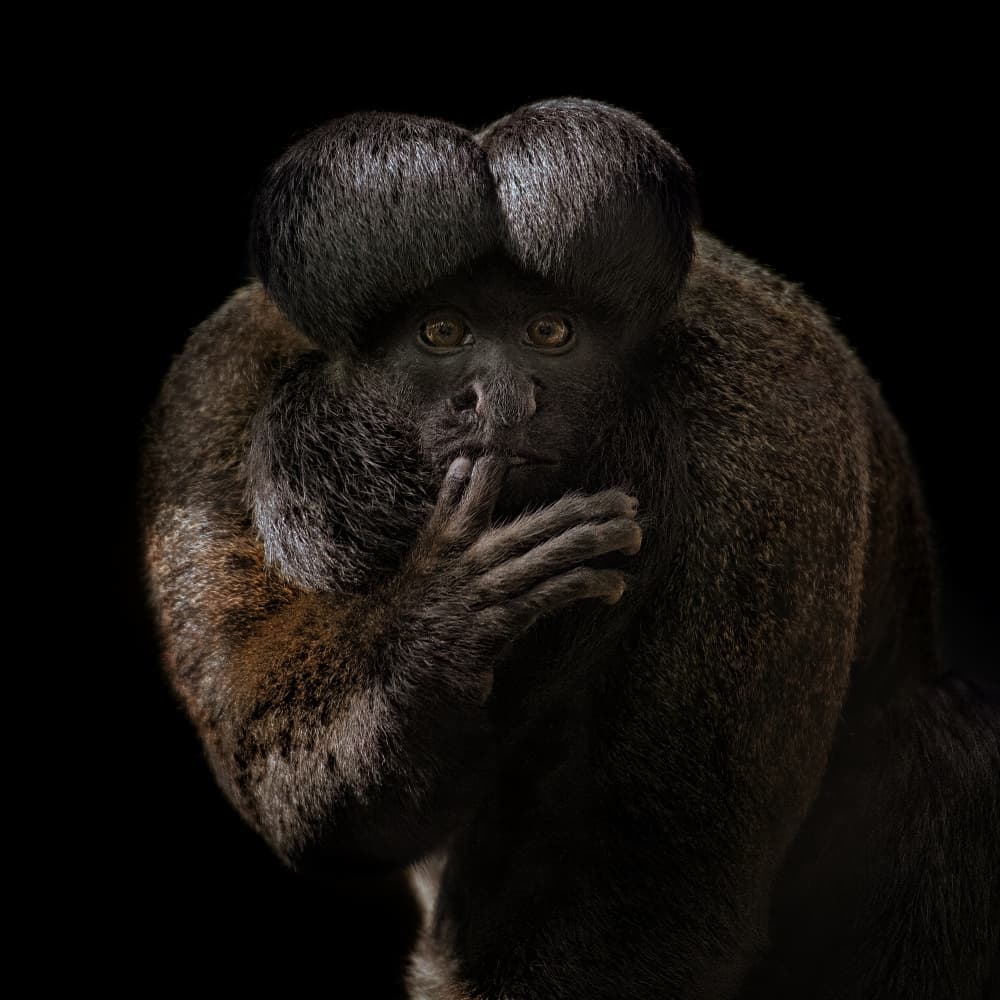 Thoughtful Monkey Portrait by Mathilde Guillemot — canvas wall art