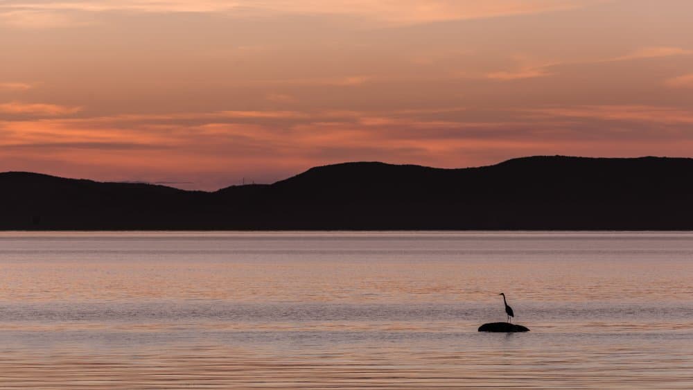 Golden Hour Heron by Patrick Dessureault — canvas wall art