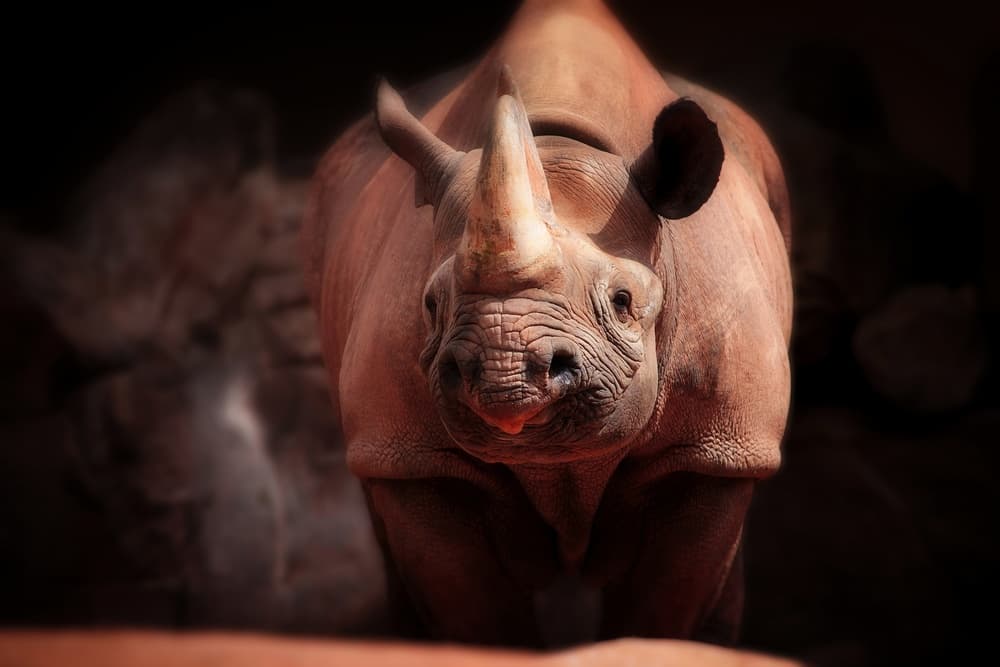 Powerful Rhino Portrait by Antje Wenner-Braun — canvas wall art