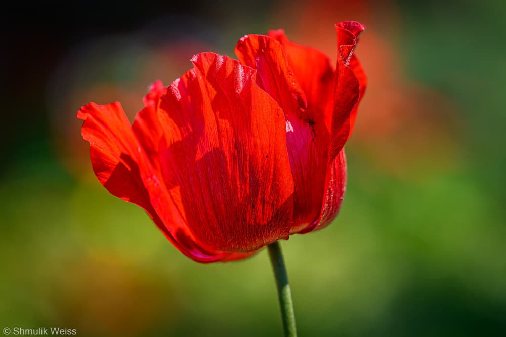 Vivid Red Poppy by Shmulik Weiss — canvas wall art