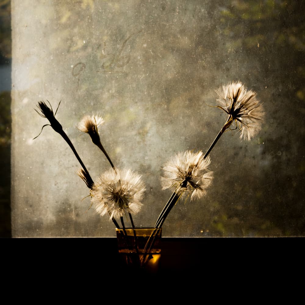 Dandelions In Window Light by Ileana Bosogea-Tudor — canvas wall art