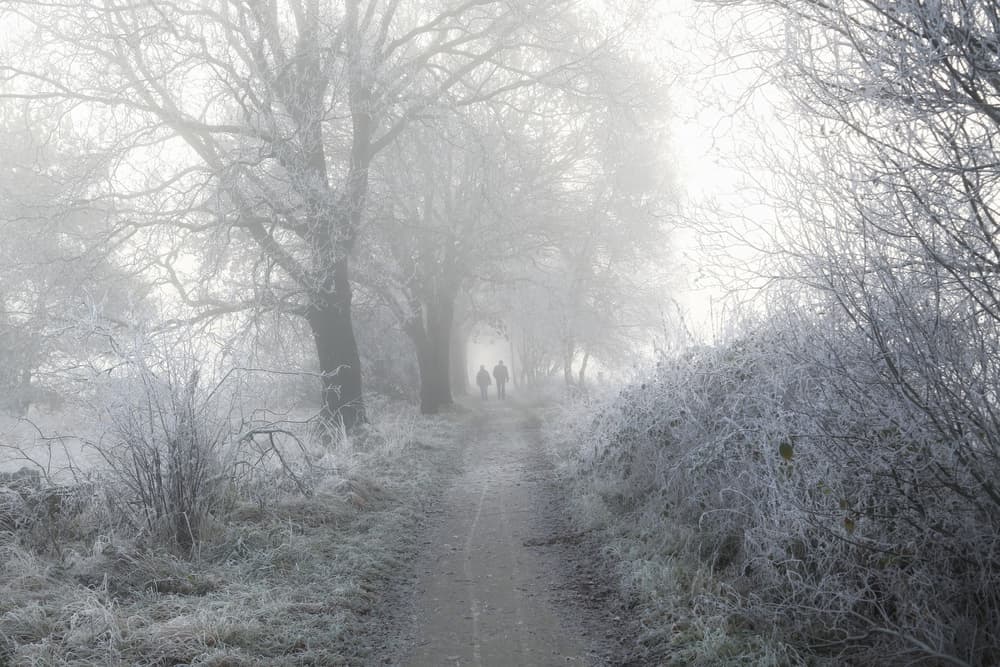 Frosty Winter Walk by Vincent Croce — canvas wall art