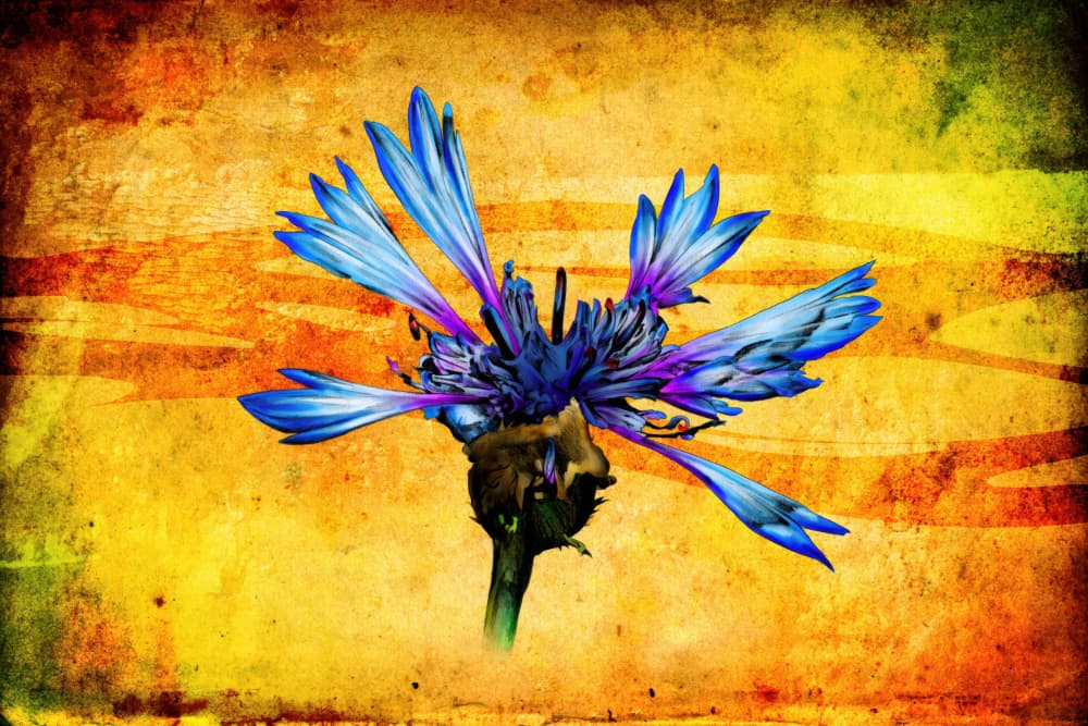 Textured Blue Bloom by Rafal Kulik — canvas wall art