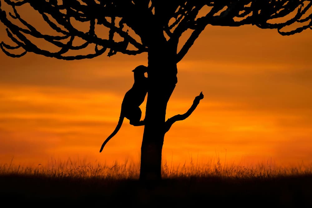 Safari Sunset Cheetah by Xavier Ortega — canvas wall art