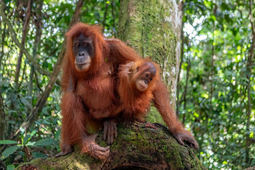 Orangutan Mother and Child by Alessandro Catta — canvas wall art