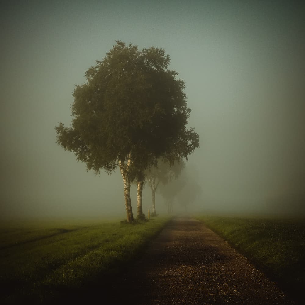 Misty Morning Path by Renate Wasinger — canvas wall art