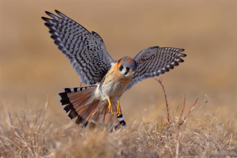 American Kestrel Landing by Gavin Lam — canvas wall art