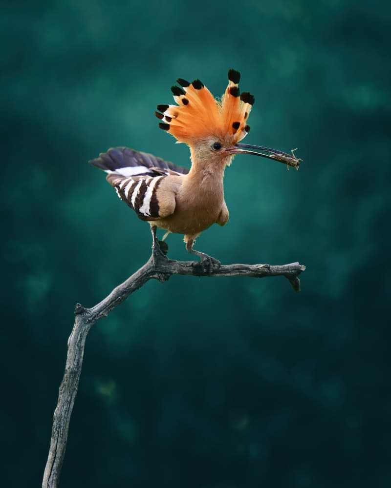 Crested Hoopoe Bird by Rob Li — canvas wall art